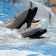 Illustration for article titled SeaWorld Says Tilikum, the Orca from iBlackfish/i, Is Suffering from Declining Health